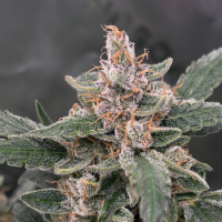 Nordkraut Critical X Cinderella