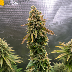 Nordkraut Durban Poison