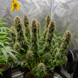 Nordkraut Durban Poison