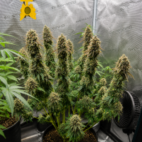 Nordkraut Durban Poison