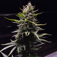 Nordkraut Forbidden Glue Auto