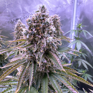 Nordkraut Frosted Alpha OG