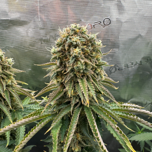 Nordkraut Frosted Alpha OG