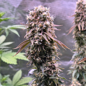 Nordkraut Frosted Alpha OG