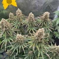 Nordkraut Frosted Alpha OG