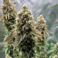 Nordkraut Frosted Alpha OG