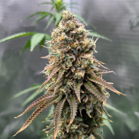 Nordkraut Frosted Alpha OG