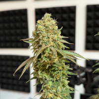 Nordkraut Frosted Alpha OG