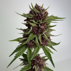 Nordkraut Gelato Auto