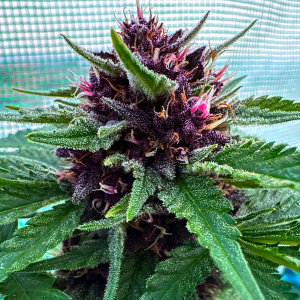 Nordkraut Gelato Auto