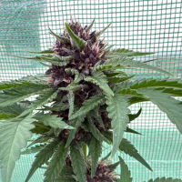 Nordkraut Gelato Auto