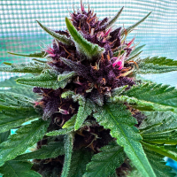 Nordkraut Gelato Auto