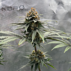 Nordkraut GG X Z X Runtz