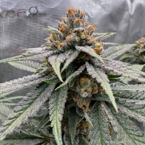 Nordkraut GG X Z X Runtz