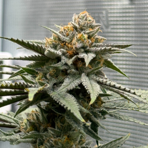 Nordkraut GG X Z X Runtz