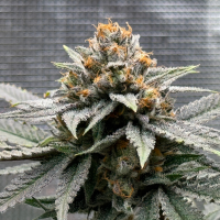 Nordkraut GG X Z X Runtz