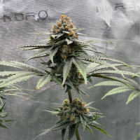 Nordkraut GG X Z X Runtz