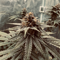 Nordkraut GG X Z X Runtz