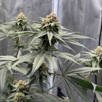 Nordkraut GG X Z X Runtz