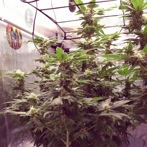 Nordkraut Girl Scout Cookies