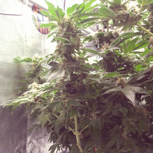 Nordkraut Girl Scout Cookies