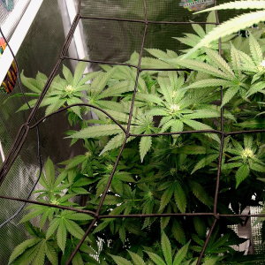 Nordkraut Girl Scout Cookies