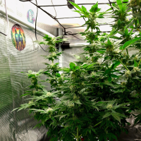 Nordkraut Girl Scout Cookies