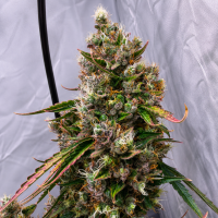 Nordkraut Gorilla Glue Auto