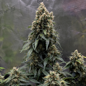 Nordkraut Ice Cream Cake Auto