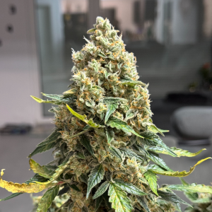 Nordkraut Ice Cream Cake Auto