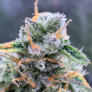 Nordkraut Ice Cream Cake Auto