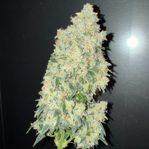 Nordkraut Ice Cream Cake Auto