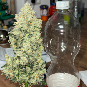 Nordkraut Ice Cream Cake Auto