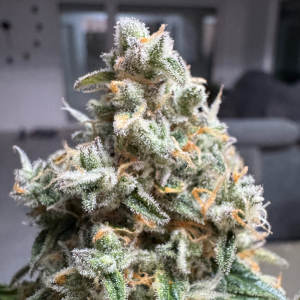 Nordkraut Ice Cream Cake Auto