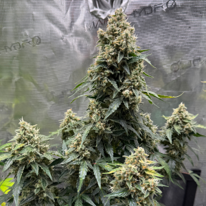 Nordkraut Ice Cream Cake Auto