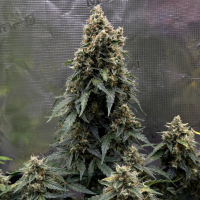 Nordkraut Ice Cream Cake Auto