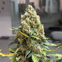 Nordkraut Ice Cream Cake Auto