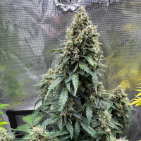 Nordkraut Ice Cream Cake Auto