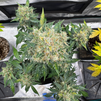 Nordkraut Ice Cream Cake Auto