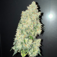 Nordkraut Ice Cream Cake Auto