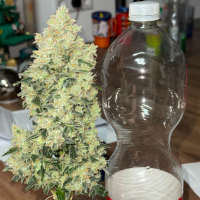 Nordkraut Ice Cream Cake Auto