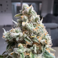 Nordkraut Ice Cream Cake Auto