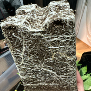 Nordkraut Iceberg Haze