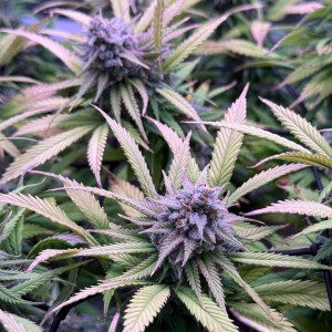 Nordkraut Iceberg Haze