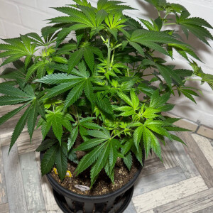 Nordkraut Iceberg Haze