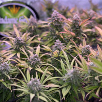 Nordkraut Iceberg Haze