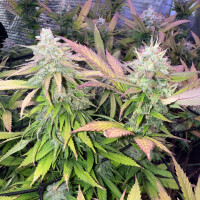 Nordkraut Iceberg Haze