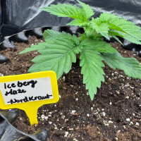 Nordkraut Iceberg Haze