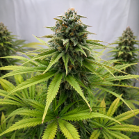 Nordkraut Jack Herer