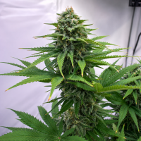 Nordkraut Lemon Kush